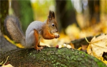 世界上最肥的松鼠在哪里 来自北美洲的黑松鼠