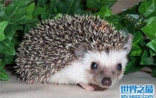 你们知道刺猬吃什么吗 刺猬这么喂养才是正确的