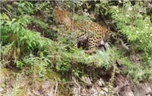 金钱豹 国家保护动物,国家保护动物金钱豹