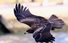 世界上最性感的花:形似美女的烈焰红唇(被称妓女花)