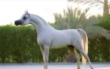 世界上最名贵的马是什么 阿拉伯马（世界最古老马种）