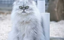 世界上10大最好看的猫品种 暹罗猫/玩具虎猫榜上有名