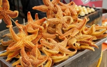 鲜海星怎么吃(海星怎么吃比较靠谱)