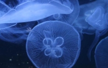 世界上最原始的桃花水母，5.5亿年前已诞生如今濒危(超美)