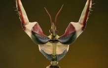 世界上最危险的10种昆虫