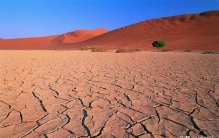 非洲肺鱼的悲哀,非洲肺鱼从墙里钻出