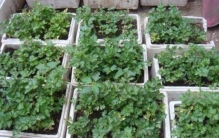 泡沫箱能种菜吗有毒吗,保鲜的泡沫箱可以用来种花种菜吗