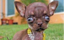 吉娃娃是世界上最小的狗吗,最小的狗吉娃娃