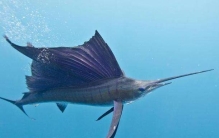 世界上最大的肺活量:高达15000毫升(是普通人的4-5倍)