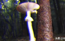 2021恐怖童谣红伞伞「2021诡异童谣预言红伞躺板埋山一切是巧合还是早有预谋」