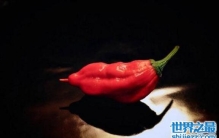 辣死人不偿命的印度鬼椒，成为印度国防部的生化武器