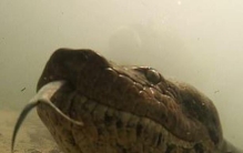 巴西潜水员与7米蟒蛇,潜水员水下偶遇7米蟒蛇