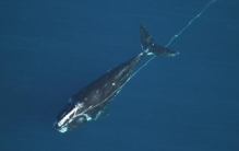 鲸鱼死亡后鲸落,鲸鱼被绳索困了多少年