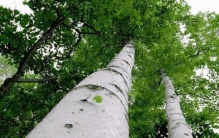 世界上最坚硬的树木是什么树,最坚硬韧性最好的树是什么树