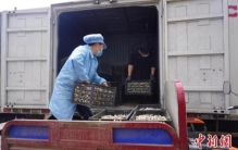 致富经鹌鹑养殖,鹌鹑种植致富路子