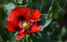 盘点世界上五大最妖娆最毒的花,世界公认最妖艳的花