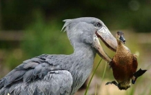 世界上头最大的鸟 鲸头鹳不仅温顺还会给人鞠躬