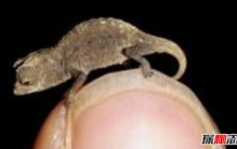 雅拉瓜壁虎：世界最小蜥蜴身长仅1.6厘米比指甲盖小