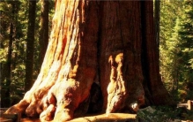 世界上最大的植物排名 雪曼将军树上榜猴面包树稍逊一筹