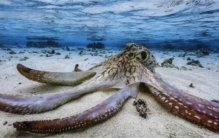 章鱼并非起源于地球，而是“太空鱼”？科学家们发现了什么秘密？