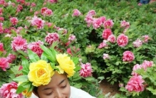 牡丹是花中之王它象征着什么(庭前芍药妖无格唯有牡丹真国色)