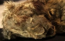 发现三万年前的史前动物，四万年前的蛔虫，永久冻土危机重重？