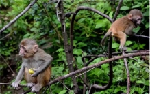 首例猴子换头 18小时花费7000万20小时后执行安乐死 为什么