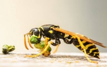 世界十大毒虫 疟蚊携带病毒每年700多万人感染