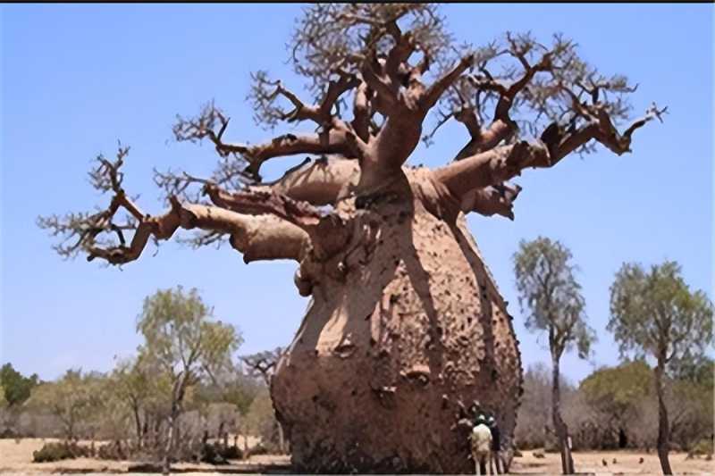 【世界上现存最大的9种“巨树”，2000年前的大树，至今仍存活于世 】图4