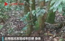 云南惊现巨蟒,3米长巨蟒藏身闹市10年撑破天