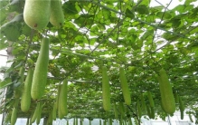 世界上最神奇的树 原来树上也能长蔬菜（蔬菜树）