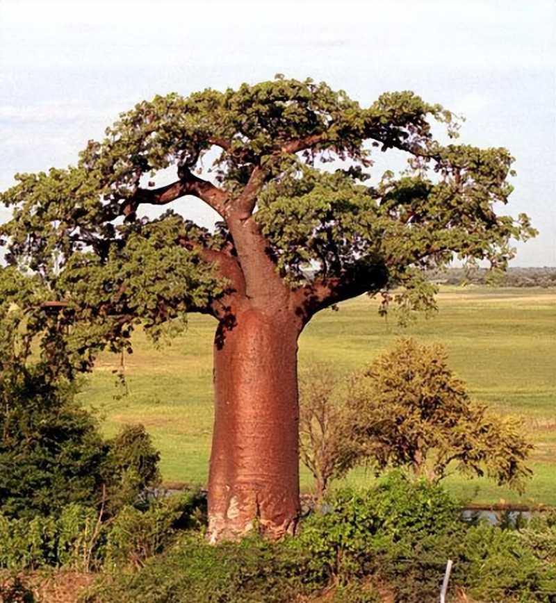 【世界上现存最大的9种“巨树”，2000年前的大树，至今仍存活于世 】图3