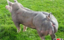 世界上最大的老虎：体长3米体重350千克（不到500头）