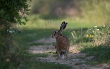 兔子不光吃窝边草：人类历史上最严重的生物入侵事件