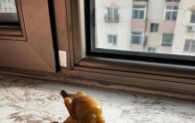 野人的儿子,关于野人的探索