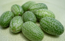 世界上日照时间最长的城市 日光城拉萨