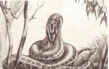 远古时代的巨蛇,世界十大史前蛇