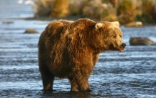 科迪亚克岛棕熊最大个体,科迪亚克棕熊最大的纪录