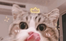 关于虐猫事件的新闻「网红杀人事件变态男虐猫杀人中国留学生被肢解案最新进展」