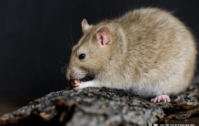 家里放一物绝对没老鼠灭老鼠的配方,家里消灭老鼠的绝招