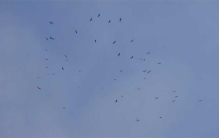 老鹰山为什么叫老鹰山,鹰柱