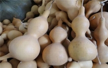 世界上最大的葫芦 英国普通园艺家培育出来的