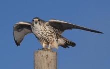 最恐怖的鸟金雕「最凶猛的猛禽金雕」