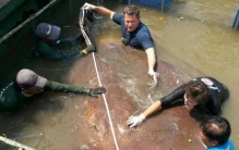 巨型黄貂鱼,体型最大的淡水鱼排名