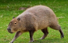 现存体型最大的软骨鱼：鲸鲨，最像鲸鱼的鲨鱼(长12米)