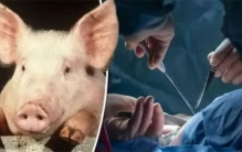 全球首例 美国一医院实现猪肾脏人体移植 尿毒症要有救了