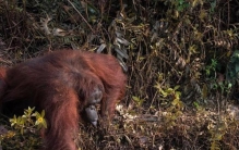 根据达尔文的进化论现在的黑猩猩将来也能演变成人,达尔文进化论发表后的影响