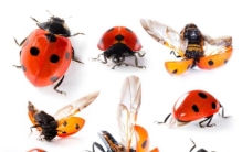 鬼吹灯 火瓢虫存在吗,鬼吹灯古墓里的瓢虫