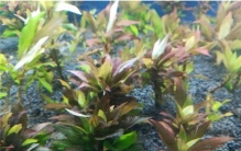 世界上最矮的桃树是多少米 最矮的桃树是怎么样的