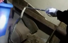 莽山烙铁头蛇毒性(云南出现的剧毒蛇)